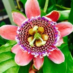Exotic Thai Flower