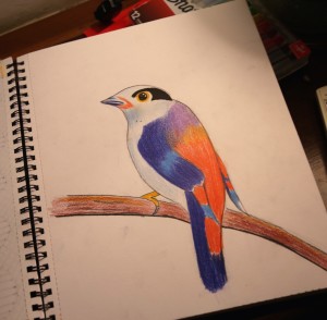 Demo "Bird" drawing with colored pencils by Timothy Lomas